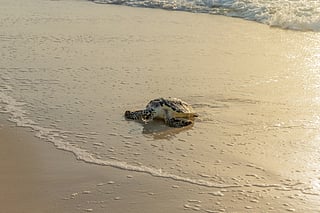 The October release also marked six years of rescue, rehabilitation and release work by TNA and EAD