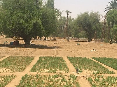 Leasing itself is not permitted and is against the law. If leasing for agricultural purposes is prohibited, then the ban necessarily extends to all other purposes. 