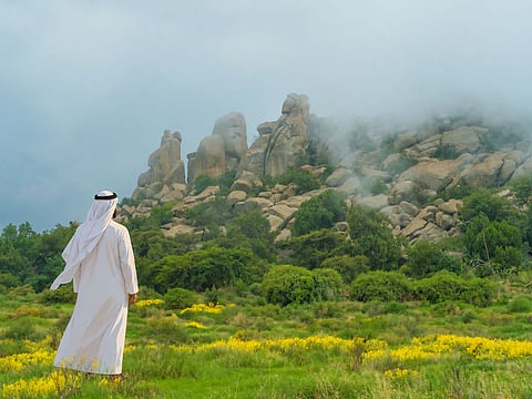 The Gulf has its own ecological language. They may not offer the instant lushness we associate with the word “green”, but they invite a different kind of attention.