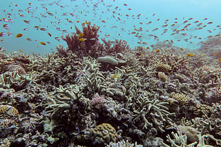A diverse coral assemblage is seen after a 2024 bleaching event at Pompey Reef in the northern Great Barrier Reef, far North Queensland, Australia, on Jan. 1, 2025.