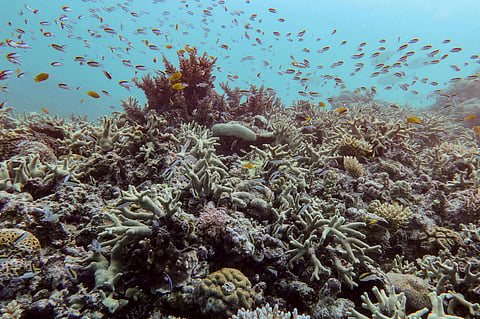 A diverse coral assemblage is seen after a 2024 bleaching event at Pompey Reef in the northern Great Barrier Reef, far North Queensland, Australia, on Jan. 1, 2025.