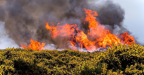 A forest fire in the UK, which has faced widespread droughts, extreme heat and resulting wildfires each summer in recent years.