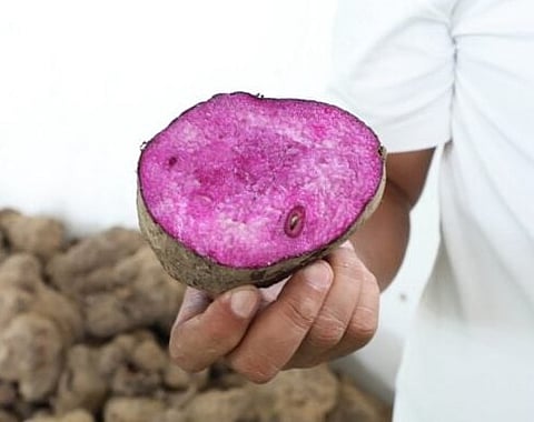 The global obsession with "ube" (Philippine purple yam) is driven by its vibrant, neon-purple aesthetic, a mild and nutty vanilla-like flavour, and a massive wave of social media trends comparing its rise to that of matcha.