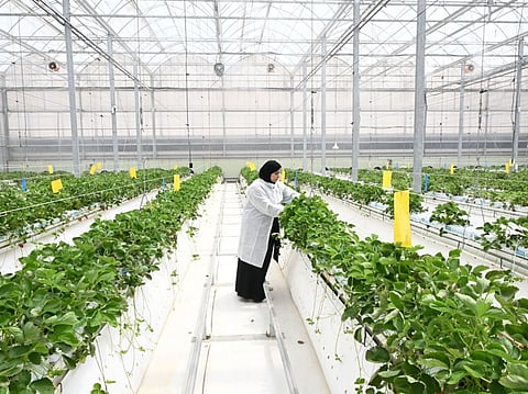 Under the National Food Security Strategy 2051, alternative supply plans cover between three and five sources for each major food category.