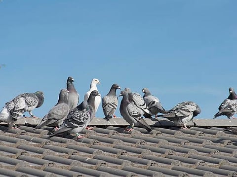 The boys were on the roof of one of their homes when a disagreement over who owned the pigeon escalated from a verbal argument into a violent confrontation.