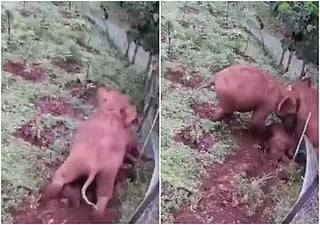 Heartbreaking footage shows herd's desperate attempt to rescue fallen calf