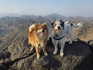 Paws on the trail: How UAE residents are hiking with their dogs this winter