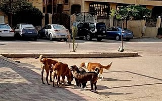 Stray dogs mauled a 15-month-old girl to death in Egypt, igniting calls for urgent action against rising stray animal attacks.