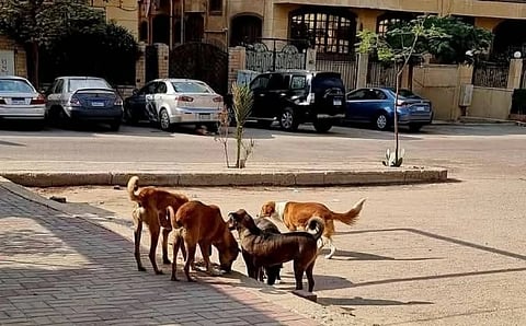 Stray dogs mauled a 15-month-old girl to death in Egypt, igniting calls for urgent action against rising stray animal attacks.