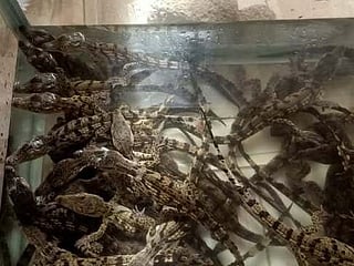 The crocodiles, measuring between 20 and 25 centimetres in length, were discovered inside a large blue plastic container concealed in an insulated bag at Assiut railway station.