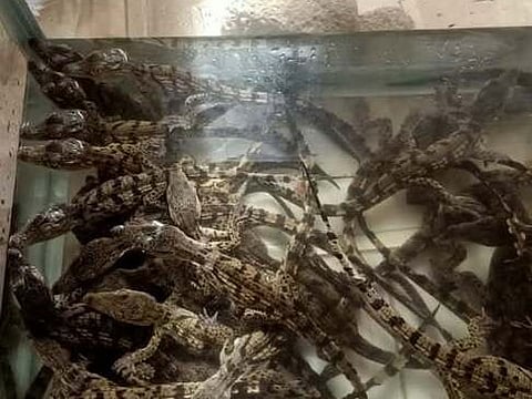 The crocodiles, measuring between 20 and 25 centimetres in length, were discovered inside a large blue plastic container concealed in an insulated bag at Assiut railway station.