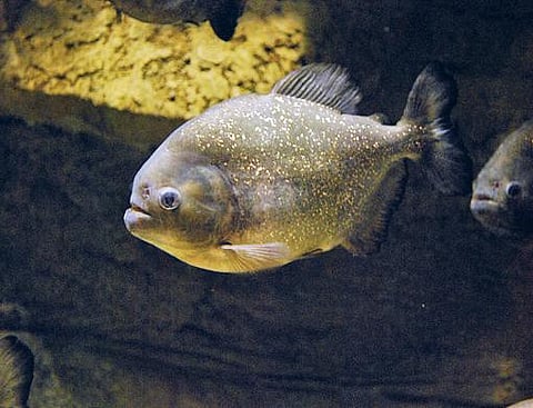 Guillermo Munro/Gulf News	