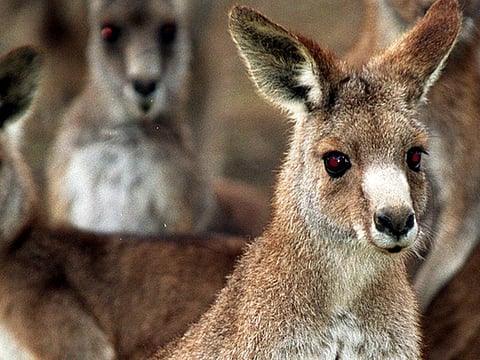 Kangaroos attack girl, 13, in Australia bush