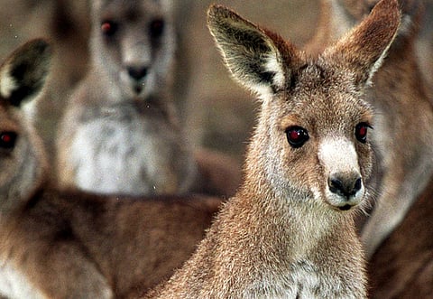 Kangaroos gazed at a human when trying to access food which had been put in a closed box, found the study.