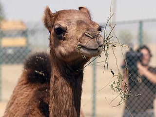 Saudi slaps $18,000 fine for injecting camels with Botox