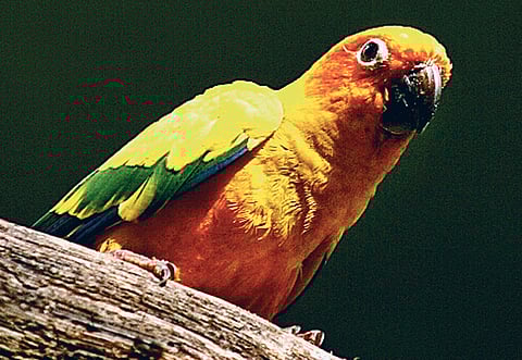 Thomas Michael, XPRESS Reader