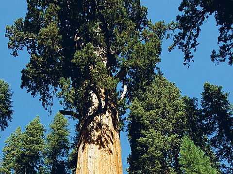 Gautam Raja/Gulf News