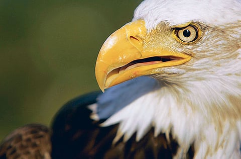 Abdel-Krim Kallouche, XPRESS