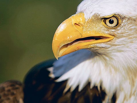 Abdel-Krim Kallouche, XPRESS