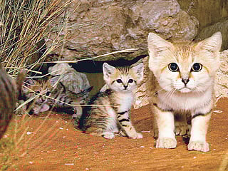 Al Ain zoo has reason to purr after birth of two sand cats 