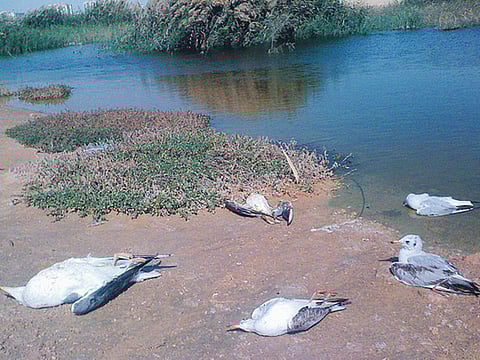 Fajis Abu Bakr/Gulf News reader