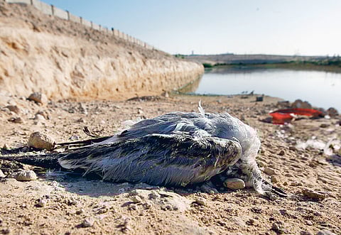 Hadrian Hernandez/Gulf News