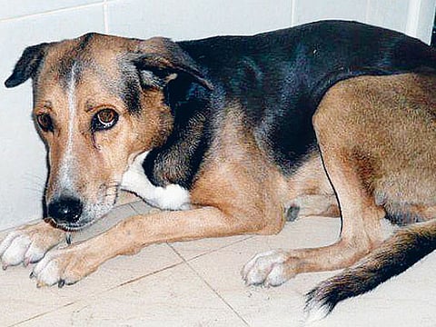 Sylvia Samuel/Gulf News Reader