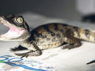 Dubai Zoo struggles to keep crocodile Harry alive