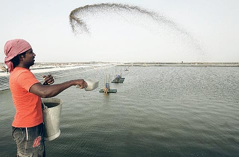 Rabindranath/ Gulf News