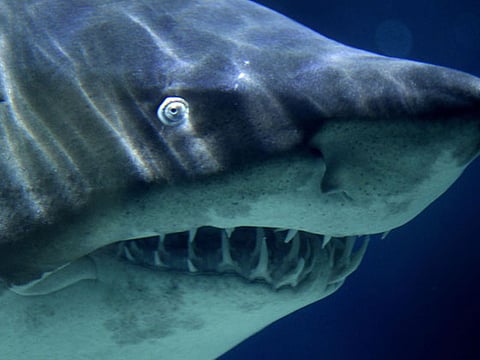 Arab states show the way for shark conservation
