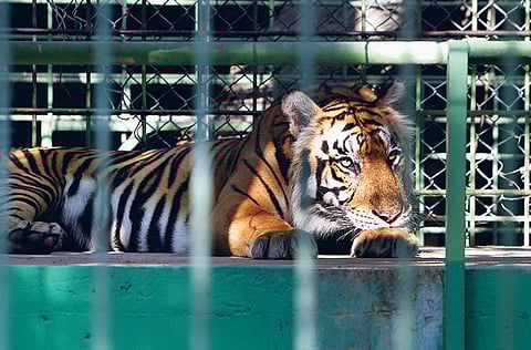 xpress/pankaj sharma