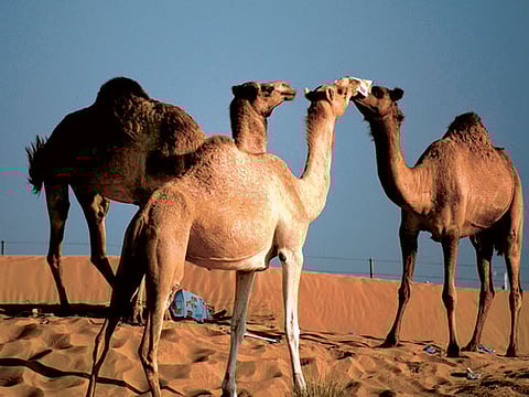 Jinoy Viswan/Gulf News Reader 