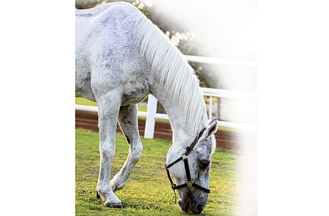 Megan Hirons Mahon/Gulf News