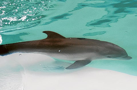 Virendra Saklani/Gulf News