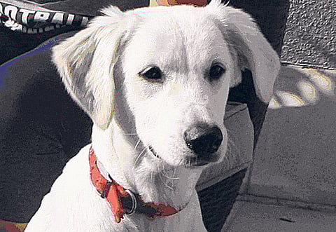 Layal Watfeh/Gulf News Reader