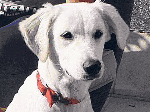 Layal Watfeh/Gulf News Reader