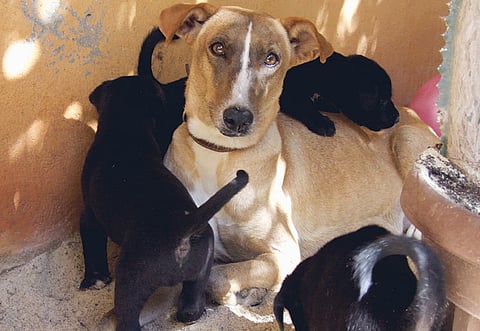 Montserrat Martin/Gulf News reader