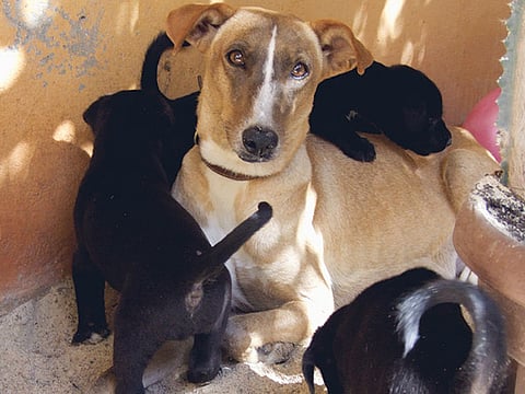 Montserrat Martin/Gulf News reader