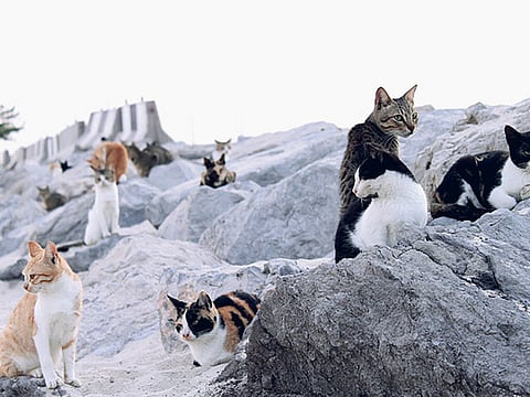 Noel Yap Labrador/Gulf News reader 