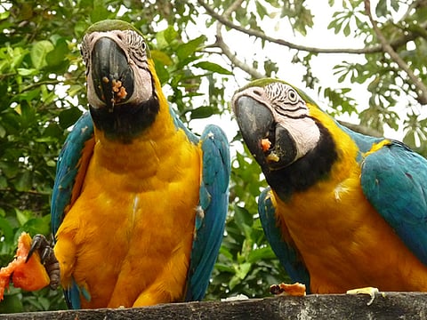  Robin Esrock, Special to Explore