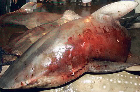 Pankaj Sharma, Xpress