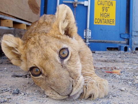 Ahmed Ramzan/Gulf News