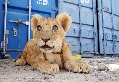 Ahmed Ramzan/Gulf News