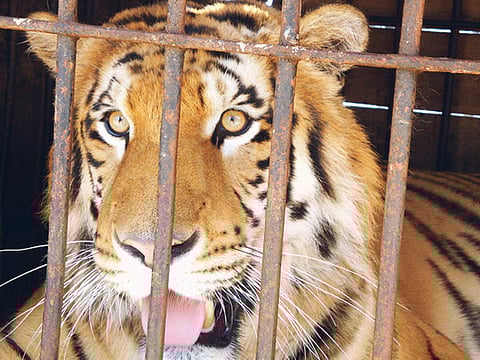 Ahmed Ramzan/Gulf News