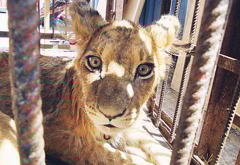 Ahmed Ramzan/Gulf News