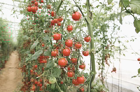 MEGAN HIRONS MAHON/Gulf News