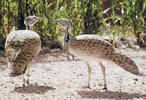 A Houbara bustard pair.