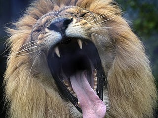 Saudi man mauled by lion at recreational facility