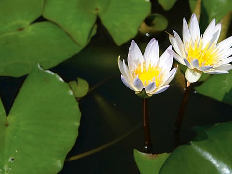 Megan Hirons Mahon, Gulf News