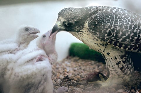 Zarina Fernandes/Gulf News